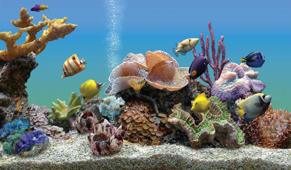 Морской аквариум дизайн