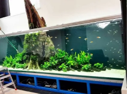 Клининг аквариумов в Москве