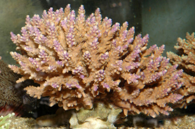 Acropora - Пальцевидная акропор