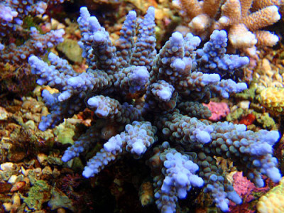 Acropora austera - Кустистая акропора