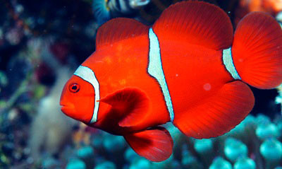 Amphiprion frenatus