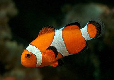 Amphiprion ocellaris