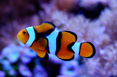 Amphiprion Percula