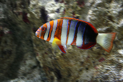 Choerodon fasciatus - Лиенарделла краснополосая