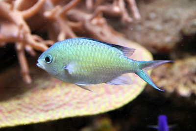 Chromis viridis