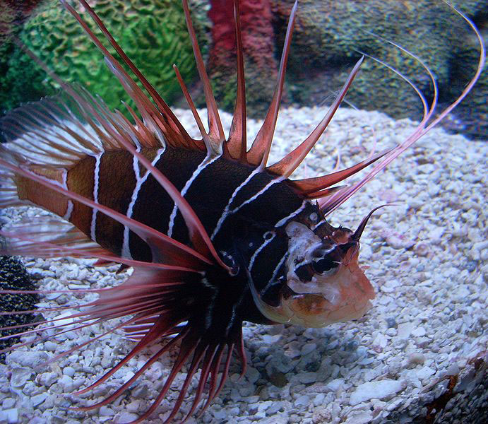 Pterois-radiata-Radialnaya-krylatka