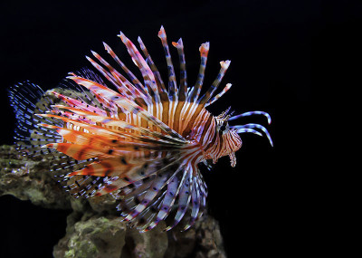 Pterois volitans - Морской дьявол